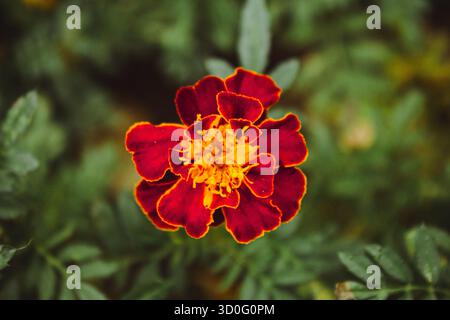 Feine wilde Blume Ringelblume Ringelblume im Garten, Foto bestehend aus wild wachsenden Blume Ringelblume Ringelblume bis Graswiese, wilder Anbau Stockfoto