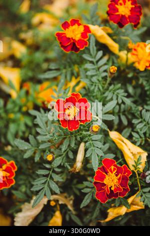 Feine wilde Blume Ringelblume Ringelblume im Garten, Foto bestehend aus wild wachsenden Blume Ringelblume Ringelblume bis Graswiese, wilder Anbau Stockfoto