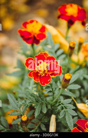 Feine wilde Blume Ringelblume Ringelblume im Garten, Foto bestehend aus wild wachsenden Blume Ringelblume Ringelblume bis Graswiese, wilder Anbau Stockfoto