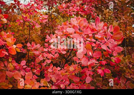 Rote Blätter des Cotinus. Grace Smokebush oder Smoketree (Cotinus Grace) Stockfoto