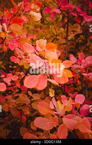 Rote Blätter des Cotinus. Grace Smokebush oder Smoketree (Cotinus Grace) Stockfoto