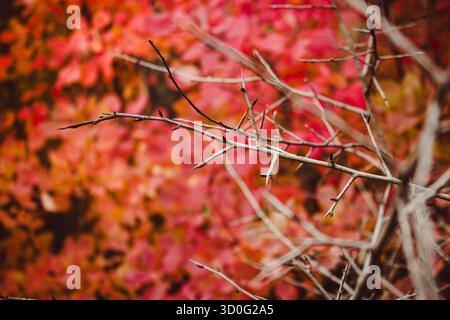 Ein Zweig eines Busches mit Dornen auf roten Blättern von Cotinus Hintergrund. Grace Smokebush oder Smoketree (Cotinus Grace) Stockfoto