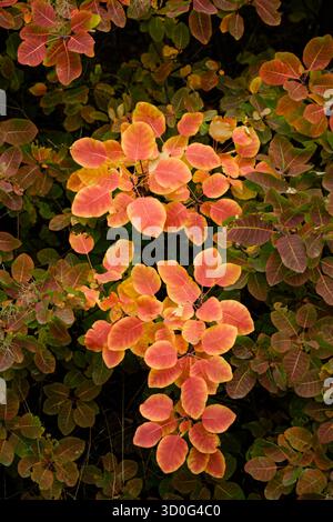 Rote Blätter des Cotinus. Grace Smokebush oder Smoketree (Cotinus Grace) Stockfoto