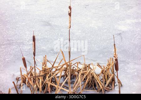 Bulrush Pflanze an einem gefrorenen See im Winter Stockfoto