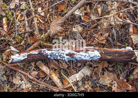 Haareis auf totem Holz auf dem Waldboden Stockfoto