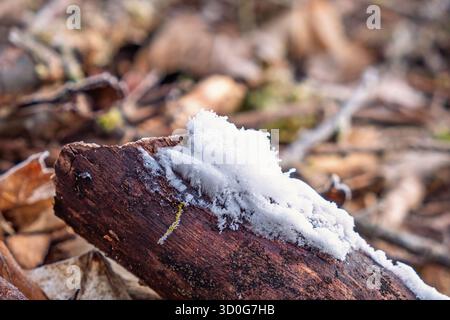 Haareis auf totem Holz auf dem Waldboden Stockfoto