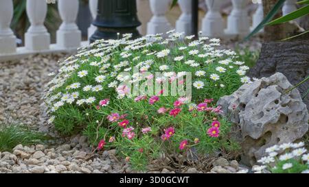 Blumen blühen in einem sonnigen Garten im spanischen torrevieja mit weißen Gänseblümchen und rosa Blumen vor Stein- und Balustradenkulisse. Stockfoto