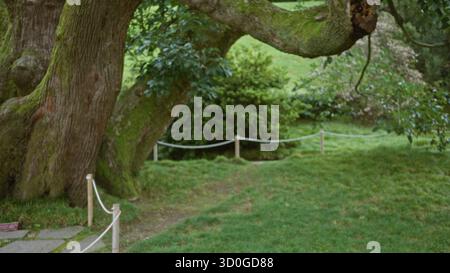 Bemooste Baumstämme und ein seilgesäumter grasbewachsener Pfad in einem weichen, unscharfen Gartenhintergrund mit flachem Bokeh-Fokus; Hintergrund Hintergrund kopyspace-Ruhe Stockfoto