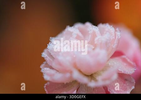 Makroaufnahme einer spätblühenden Rose, bedeckt mit Eiskristallen Stockfoto