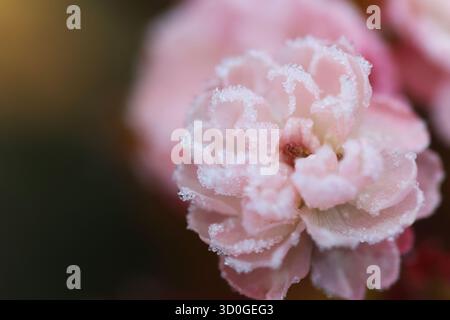 Makroaufnahme einer spätblühenden Rose, bedeckt mit Eiskristallen Stockfoto