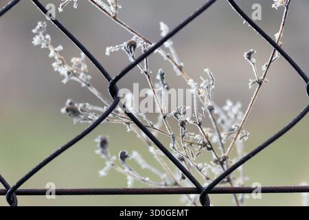 Frostige Äste hinter einem Metallzaun im Winter Stockfoto