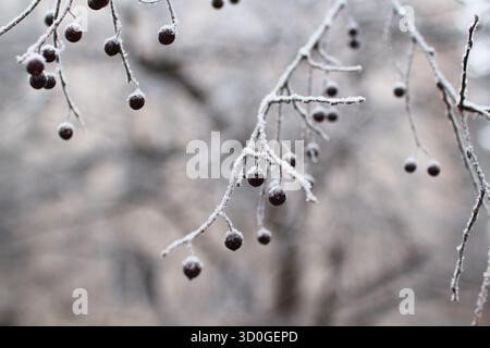 Dunkle Winterbeeren bedeckt mit Raureif auf eisigen Zweigen Stockfoto