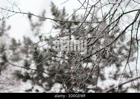 Frostbeeren und Äste an einem kalten Wintertag Stockfoto