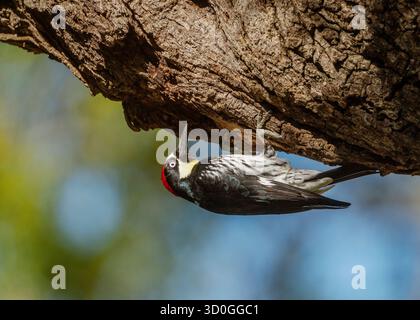 Männlicher Acornspecht (Melanerpes formicivorus), der an einem Baumschenkel hängt Stockfoto