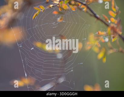Zartes Spinnennetz zwischen Zweigen mit Herbstblättern auf weichem, verschwommenem Hintergrund. Tautropfen auf den Fäden heben die Fragilität und Schönheit hervor Stockfoto