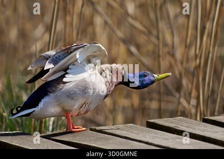 Pose eines Mallard Duck drake (Anas platyrhynchos), nachdem er auf einem hölzernen Steg gegessen hat Stockfoto