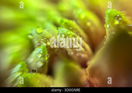 Aufstrebende Chrysanthemen-Knospen, bedeckt mit Tau, glühend in frischen Grün- und Goldtönen. Hochwertige Fotos Stockfoto