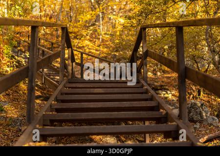 Treppen, Herbst, Wald. Holzpfad, der durch einen lebhaften Herbstwald mit goldenem Laub hinaufführt. Stockfoto