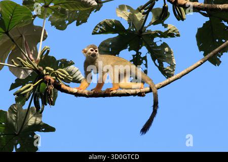 Gewöhnlicher Eichhörnchenaffe im amazonas-Regenwald Stockfoto