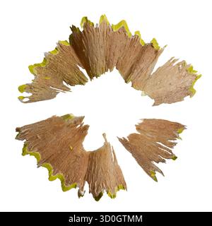 Gelbe Bleistiftspäne isoliert auf weißem Hintergrund mit Beschneidungspfad Stockfoto