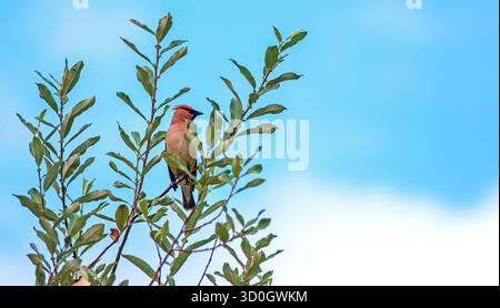 Zedernholz-Wachsflügelvogel, der auf einem Baumzweig vor einem hellblauen Himmel thront Stockfoto