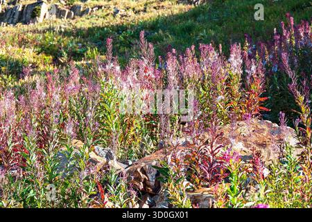 Feuerweed-Blumen blühen in einer Bergwiese mit Blick auf die Sommerlandschaft Stockfoto