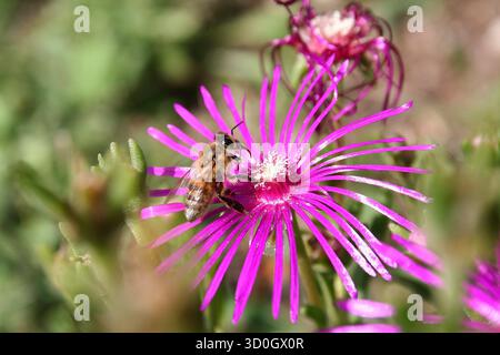 Honigbienenbestäubung auf leuchtend rosa Blume Nahaufnahme Naturaufnahme Stockfoto