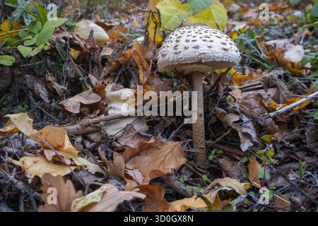 Macrolepiota procera, Parasol-Pilz, der zwischen herabfallenden Herbstblättern im Wald wächst. Stockfoto