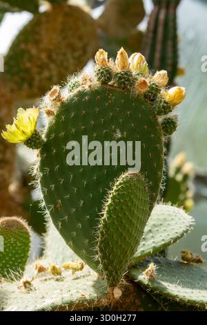 Ein blühender Kaktuskaktus, der zur Gattung Opuntia gehört Stockfoto