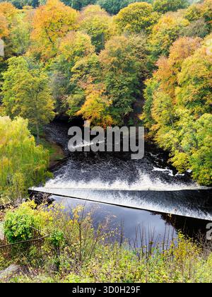 Herbstfarben rund um das Wehr am Fluss Nidd vom Knaresborough Castle Grounds Knaresborough North Yorkshire England Stockfoto