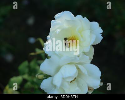 Weiße Rose mit einer Honigbiene auf ihren Staubblättern. Nahaufnahme, Natur und Bestäubung im Fokus. Dunkler Hintergrund. Kopierraum. Stockfoto