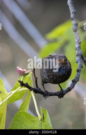 Amsel (Turdus merula) auf einem Zweig, der sich von einer Reifen Feige ernährt, isoliert auf einem natürlichen Hintergrund Stockfoto