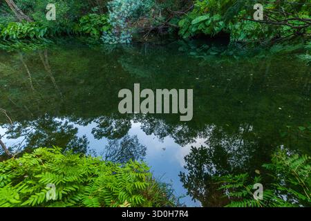 Ein dunkler, stiller Fluss ist ein perfekter Spiegel, der das üppig grüne Walddach und den bewölkten Himmel reflektiert, umrahmt von leuchtenden Farnen an seinem Rand Stockfoto