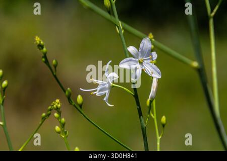 Zerbrechliche weiße und gelbe Blüten von Anthericum ramosum, sternförmig, wachsen auf einer Wiese in wilder Wildnis, verschwommener grüner Hintergrund, warme Farben, helles an Stockfoto