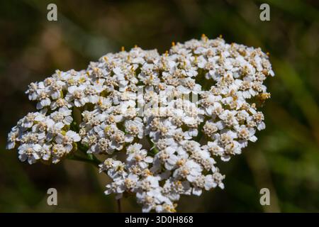Gemeinsame Schafgarbe achillea millefolium mit Fliege Tachina fera. Stockfoto