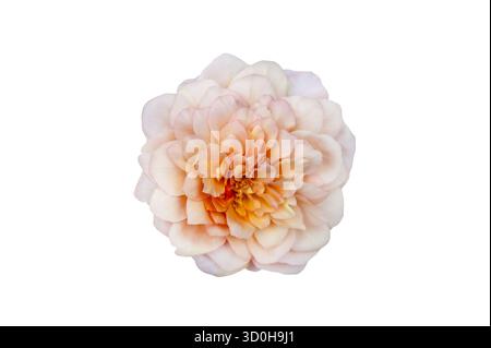 Blumenstrauß von Rosen Isolate. Rosa und weiße Rosenblüten mit Blättern in Blumenanordnung isoliert auf weißem Hintergrund. Flache Lagen. Draufsicht. Stockfoto
