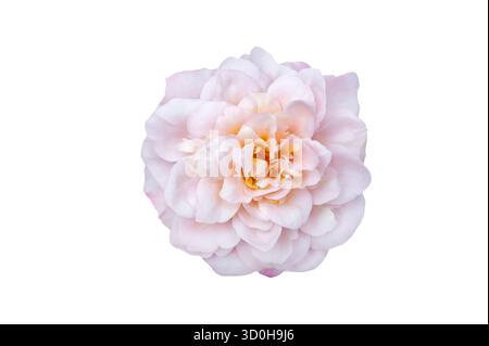 Blumenstrauß von Rosen Isolate. Rosa und weiße Rosenblüten mit Blättern in Blumenanordnung isoliert auf weißem Hintergrund. Flache Lagen. Draufsicht. Stockfoto