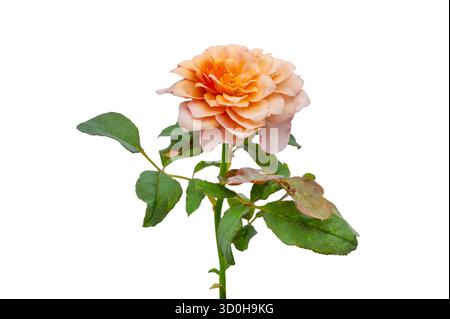 Blumenstrauß von Rosen Isolate. Rosa und weiße Rosenblüten mit Blättern in Blumenanordnung isoliert auf weißem Hintergrund. Flache Lagen. Draufsicht. Stockfoto