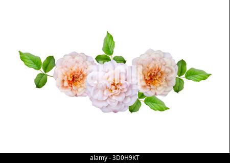 Blumenstrauß von Rosen Isolate. Rosa und weiße Rosenblüten mit Blättern in Blumenanordnung isoliert auf weißem Hintergrund. Flache Lagen. Draufsicht. Stockfoto