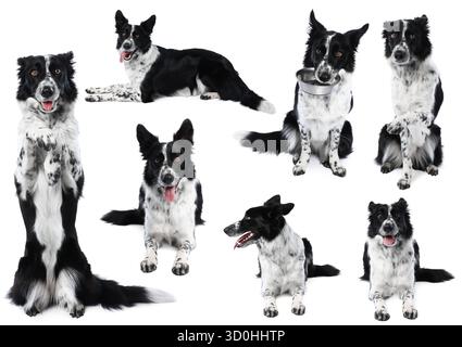 Border Collie Hund isoliert auf weiß, Set von Fotos Stockfoto