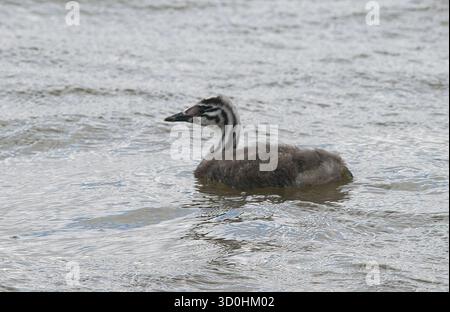 Große Crested Grebe-Küken in Nahaufnahme mit Gefieder-Details, klar sichtbar und in gutem Licht ohne Ablenkung Stockfoto