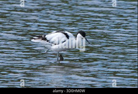 Avocet für Erwachsene aus nächster Nähe im Süßwasser, mit einem Bein angehoben und mit Form, Schnabel und Gefieder deutlich sichtbar Stockfoto