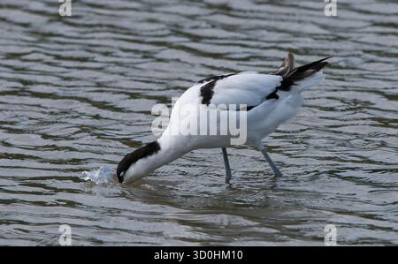 Avocet aus der Nähe, mit einem tief im Wasser liegenden Scheffel, während er im zentralen Teil des Bildes gefüttert wird und ohne Ablenkung Stockfoto