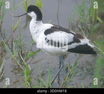 Avocet in voller Seitenansicht und in Nahaufnahme und stehend am Wasserrand mit Körperform, Schnabel und Gefieder deutlich sichtbar Stockfoto