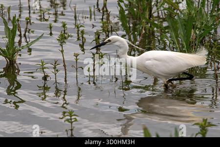 Kleiner Egret im flachen Wasser in voller Profilansicht, von rechts nach links im Bild mit Reflexion und Schilf als Hintergrund Stockfoto
