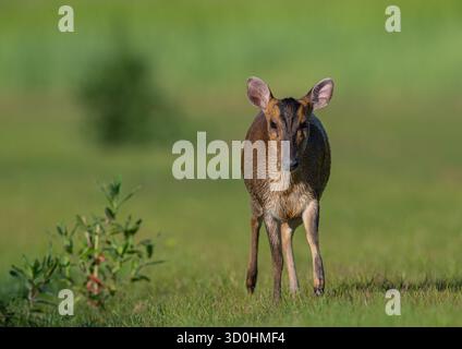 Nahaufnahme und detaillierte freche weibliche Reeves's muntjac ( Muntiacus reevesi), die in einer Farm-Umgebung durch das Grasland spazieren. Suffolk, Großbritannien Stockfoto