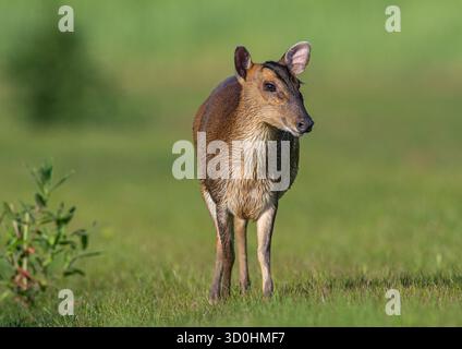 Nahaufnahme und detaillierte freche weibliche Reeves's muntjac ( Muntiacus reevesi), die in einer Farm-Umgebung durch das Grasland spazieren. Suffolk, Großbritannien Stockfoto