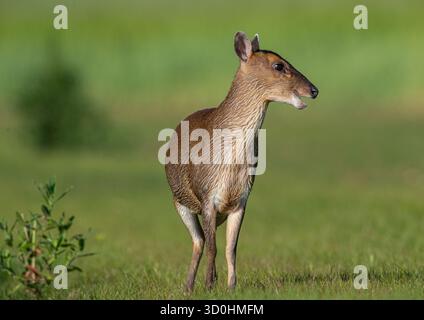 Nahaufnahme und detaillierte freche weibliche Reeves's muntjac ( Muntiacus reevesi), die in einer Farm-Umgebung durch das Grasland spazieren. Suffolk, Großbritannien Stockfoto