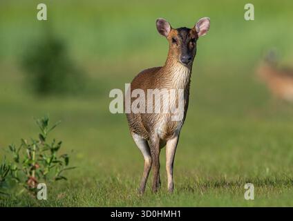 Nahaufnahme und detaillierte freche weibliche Reeves's muntjac ( Muntiacus reevesi), die in einer Farm-Umgebung durch das Grasland spazieren. Suffolk, Großbritannien Stockfoto