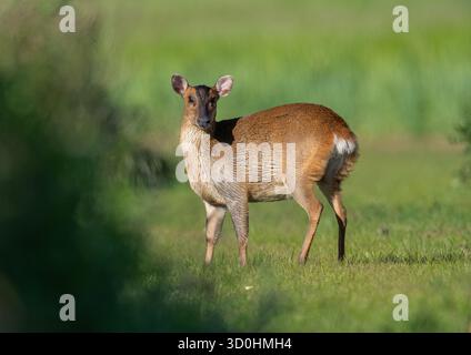 Nahaufnahme und detaillierte freche weibliche Reeves's muntjac ( Muntiacus reevesi), die in einer Farm-Umgebung durch das Grasland spazieren. Suffolk, Großbritannien Stockfoto